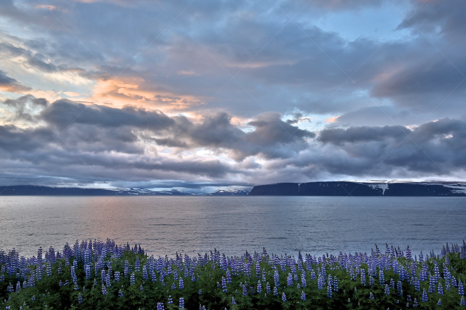 Purple Lupine Flowers by Ísafjarðardjúp